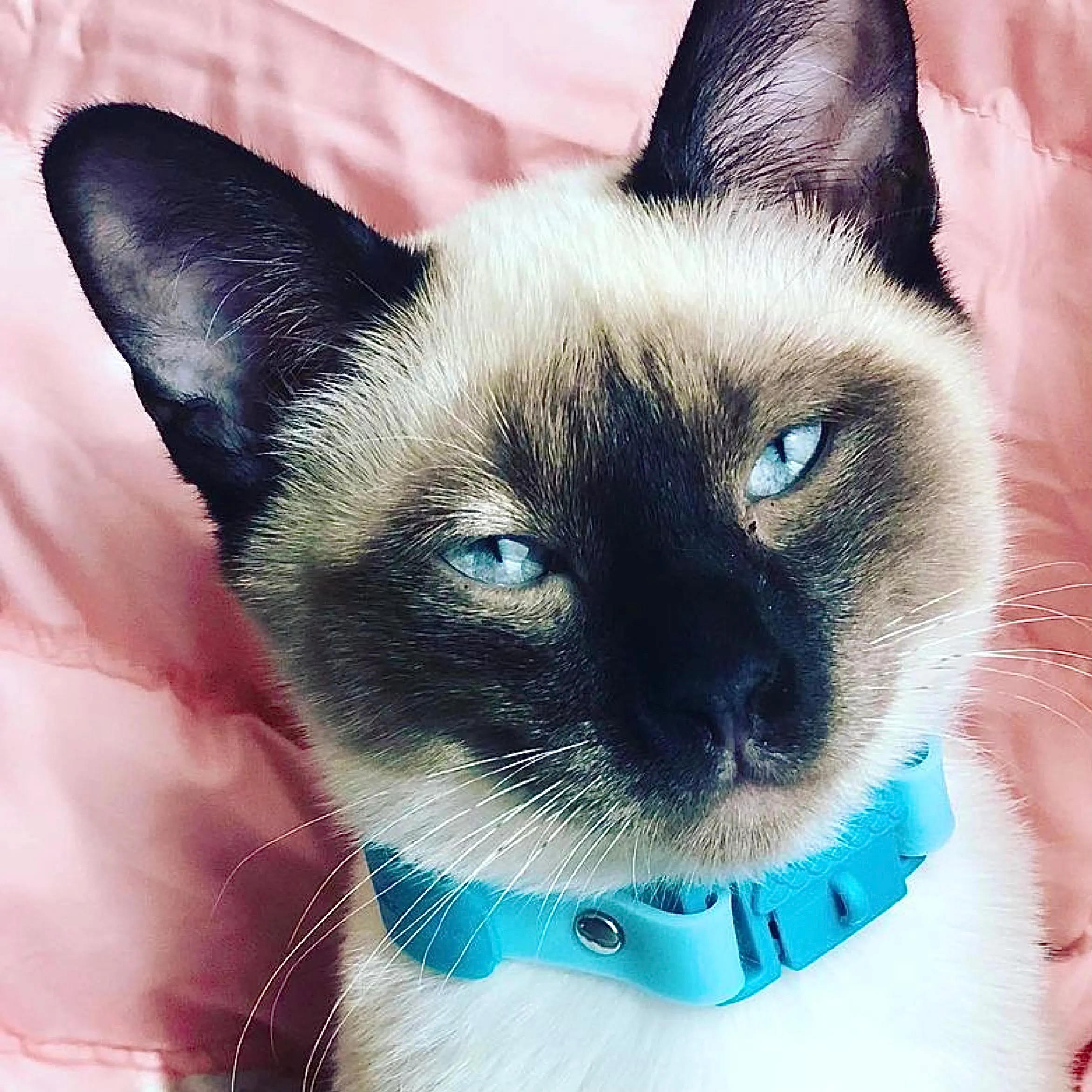 Kittyrama Kitten Collar